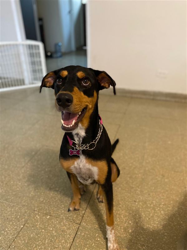 Peludo descansando cómodamente en Mansión Perruna