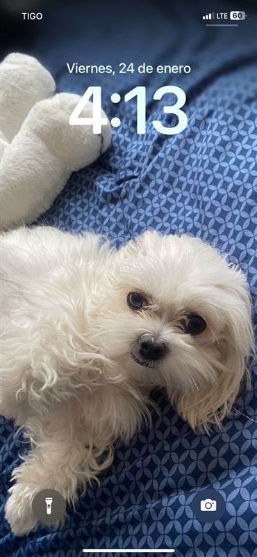 Compañero peludo recibiendo cuidados