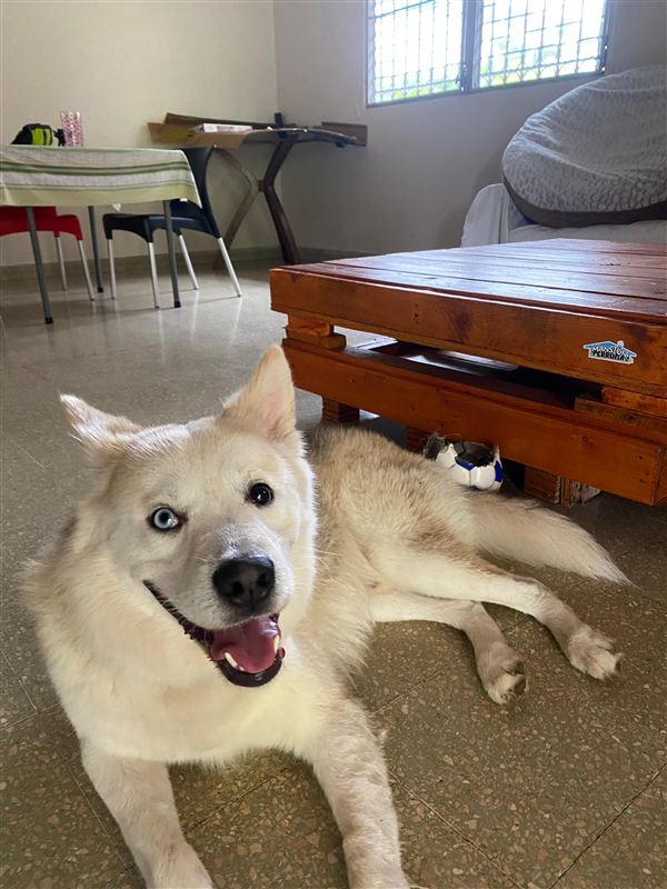 Peludo corriendo feliz