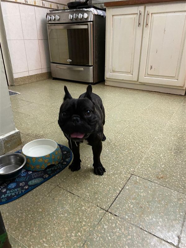 Peludo en entrenamiento