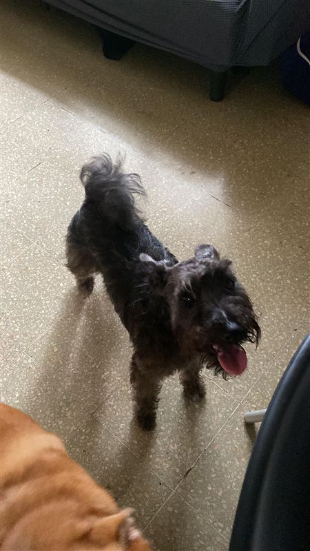 Peludo en momento de relax