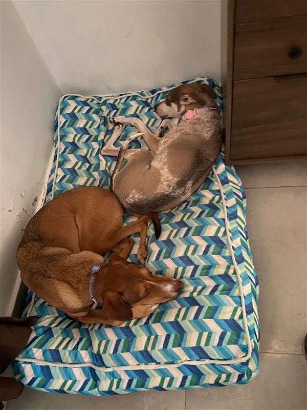 Celebración perruna